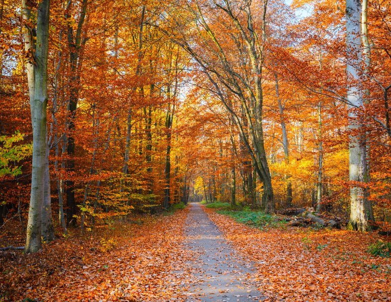 Autumn path to a place of calm and clarity